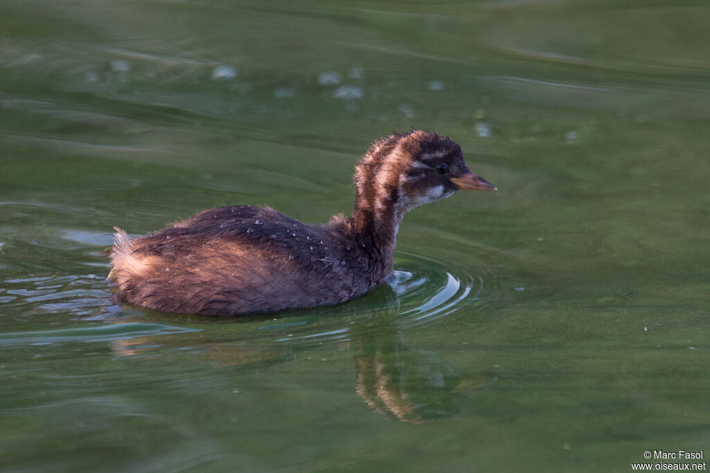 Little GrebePoussin, identification