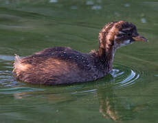 Little Grebe