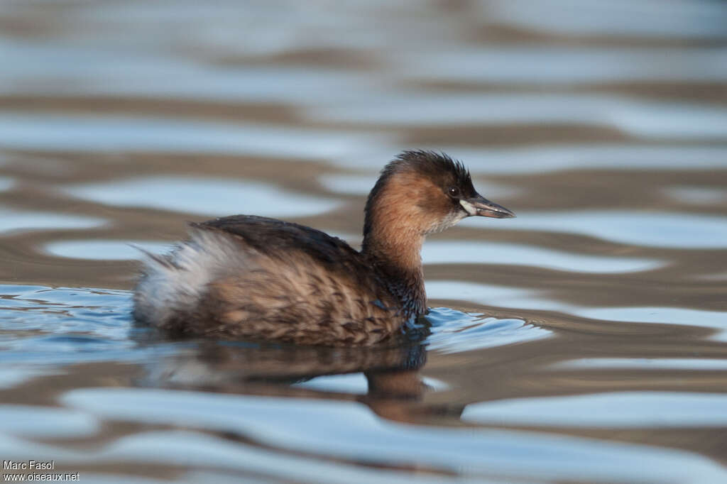 Little Grebeadult post breeding, identification