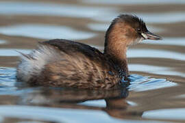 Little Grebe