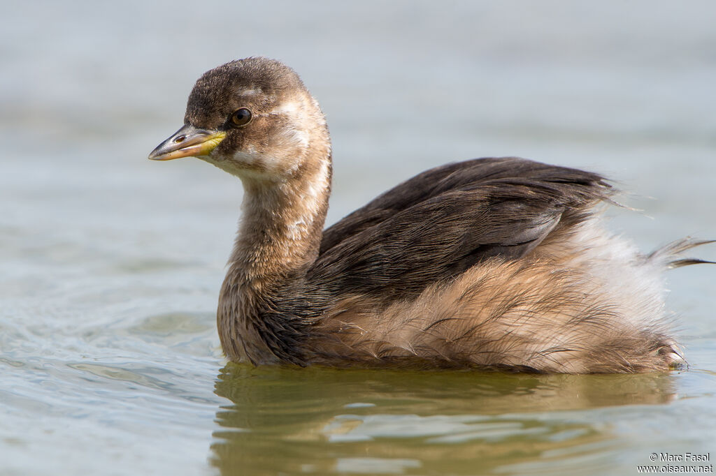 Grèbe castagneuxjuvénile, identification, nage