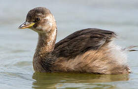 Little Grebe