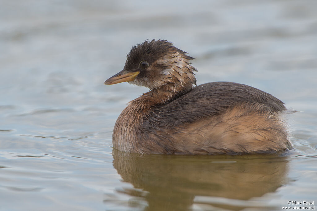 Little Grebeimmature, swimming