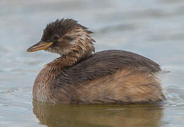 Little Grebe