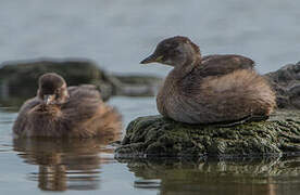 Little Grebe