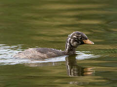 Little Grebe