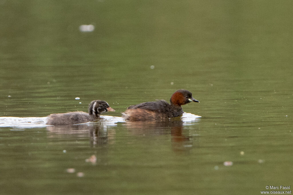 Little Grebe, identification, swimming