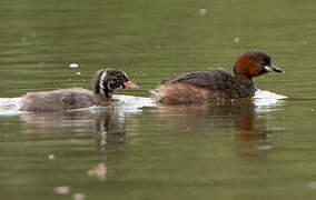 Little Grebe