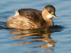 Little Grebe