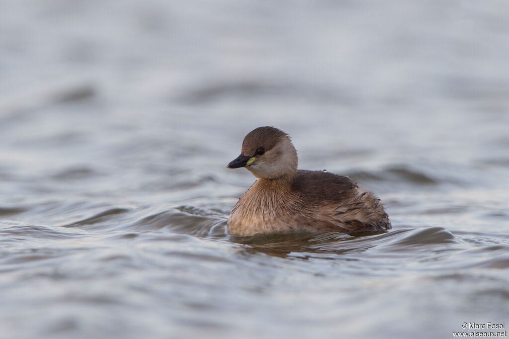 Little Grebeadult post breeding, identification