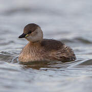 Little Grebe