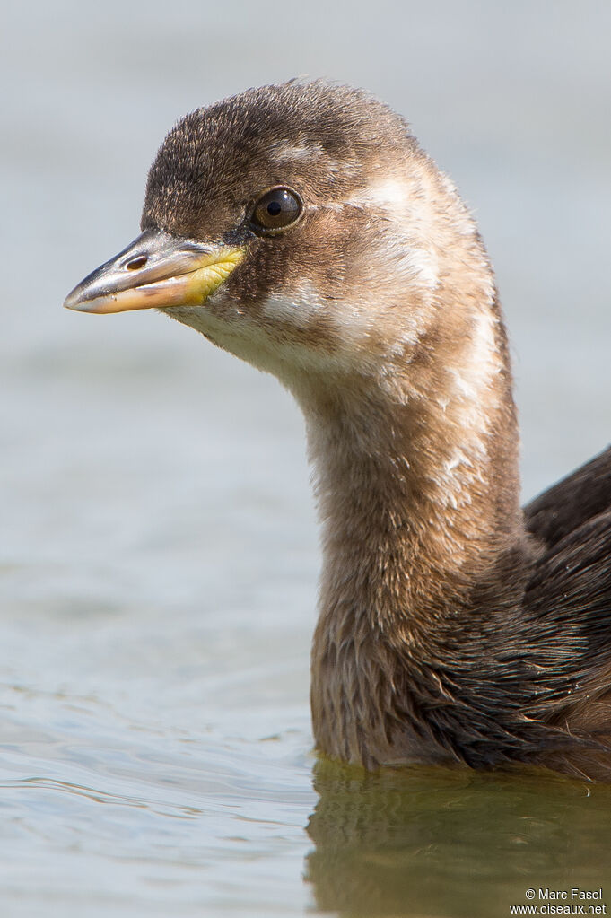 Little Grebejuvenile, close-up portrait