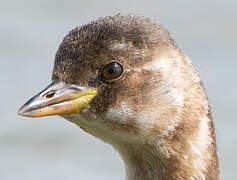 Little Grebe