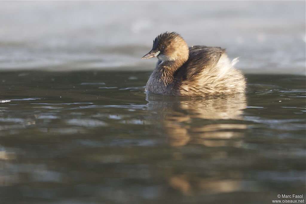 Little Grebe , identification