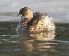 Little Grebe