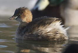 Little Grebe