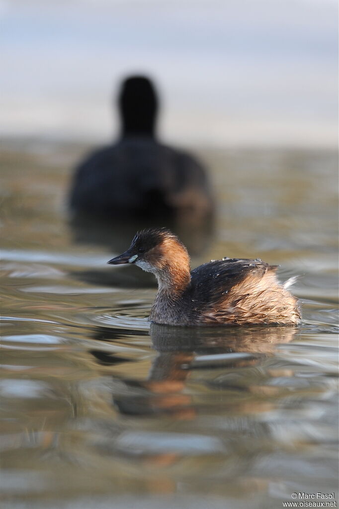 Little Grebeadult post breeding, identification