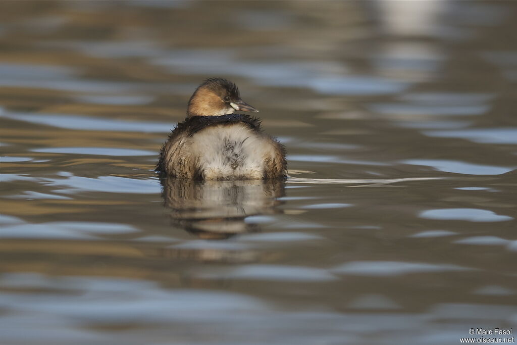 Little Grebeadult post breeding, identification