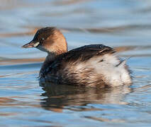 Little Grebe