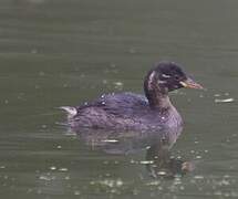 Little Grebe