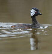 White-tufted Grebe