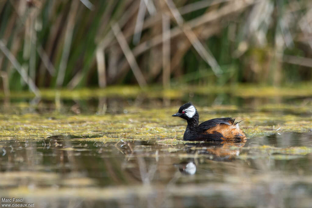 White-tufted Grebeadult breeding, habitat