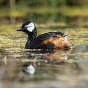 White-tufted Grebe