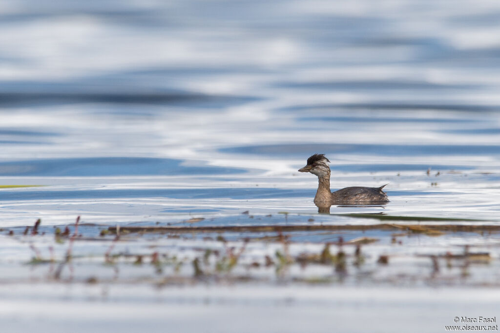 White-tufted Grebeimmature, identification