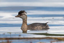 White-tufted Grebe