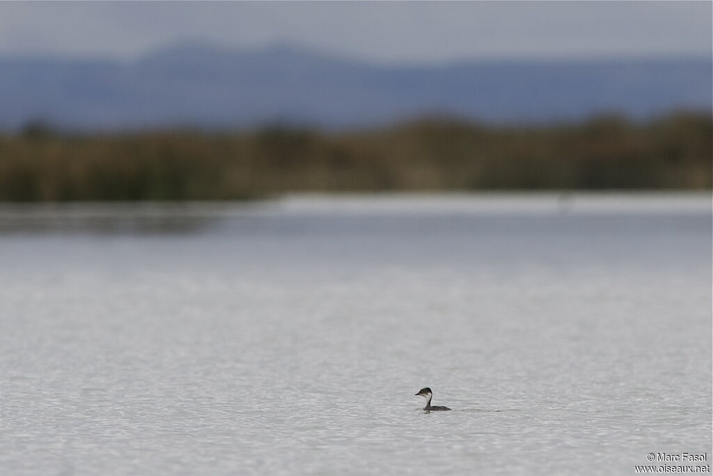 Junin Grebeadult post breeding, identification