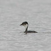 Junin Grebe