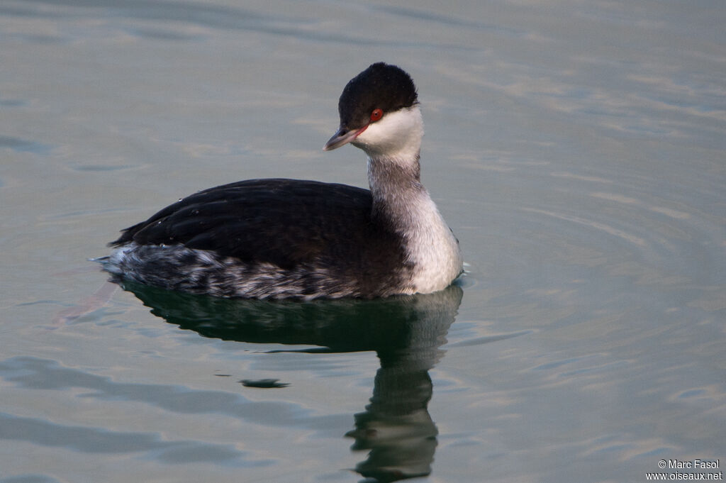 Horned Grebeadult post breeding, identification