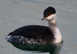 Horned Grebe