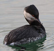 Horned Grebe