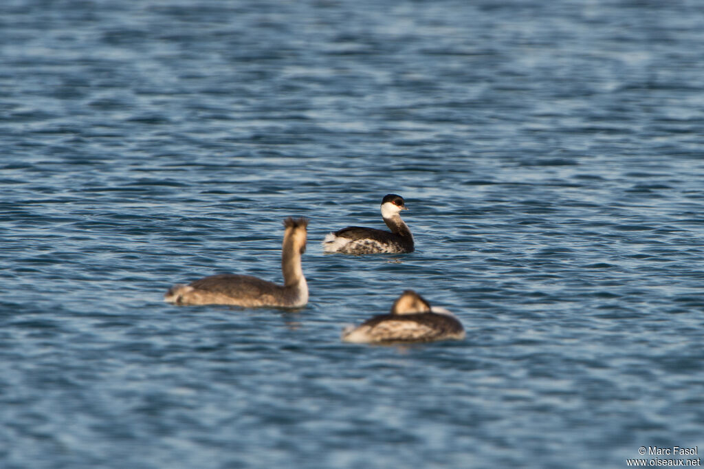 Grèbe esclavonadulte internuptial, identification