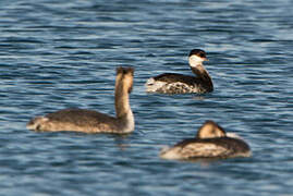 Horned Grebe