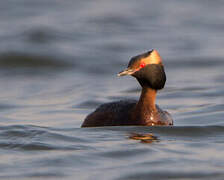 Horned Grebe