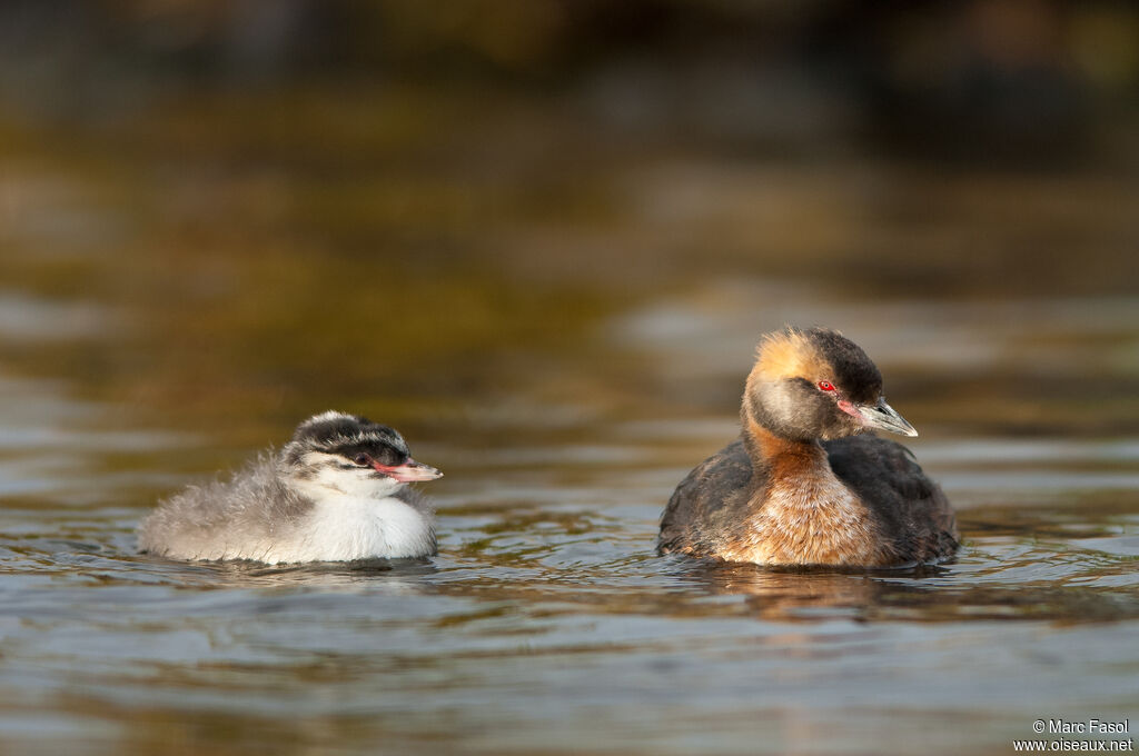 Horned Grebe, identification, swimming, Reproduction-nesting