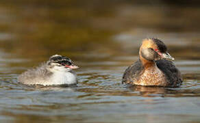 Horned Grebe