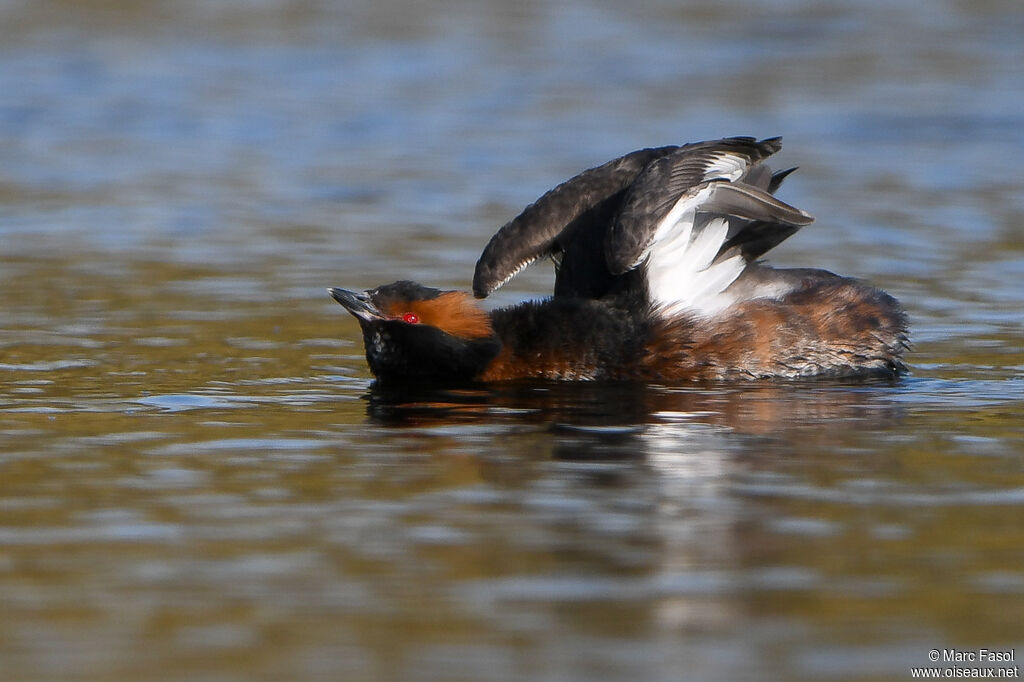 Horned Grebeadult breeding, identification