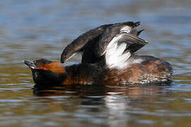 Horned Grebe