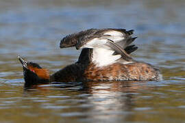 Horned Grebe