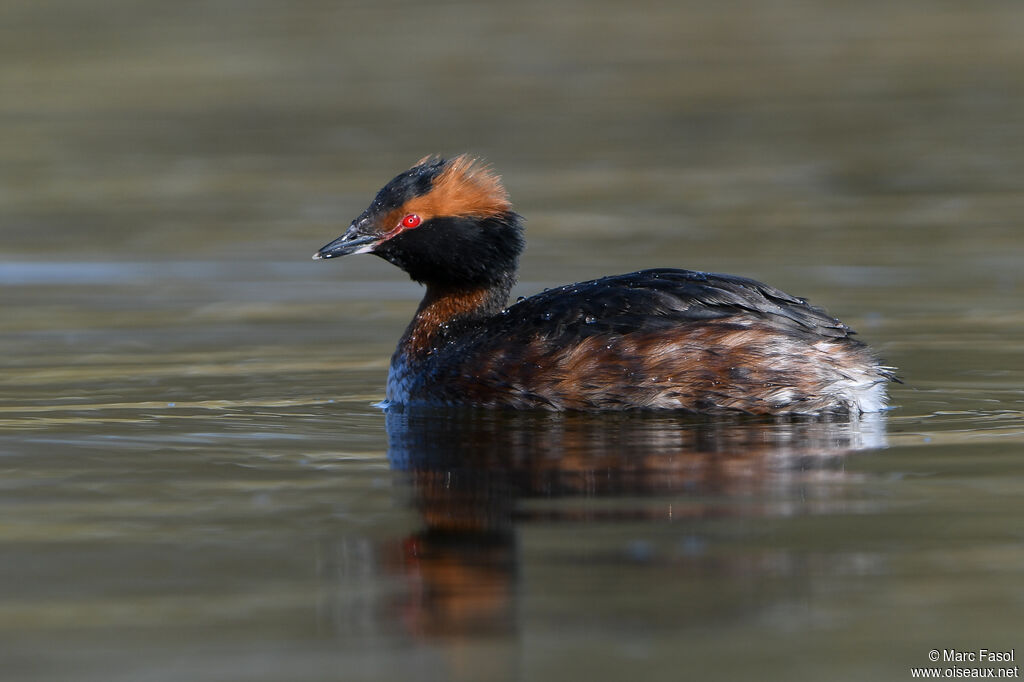 Horned Grebeadult breeding, identification