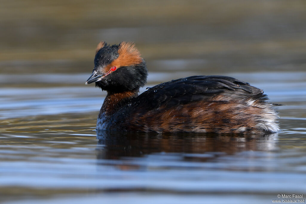 Horned Grebeadult breeding, identification