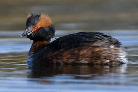 Horned Grebe