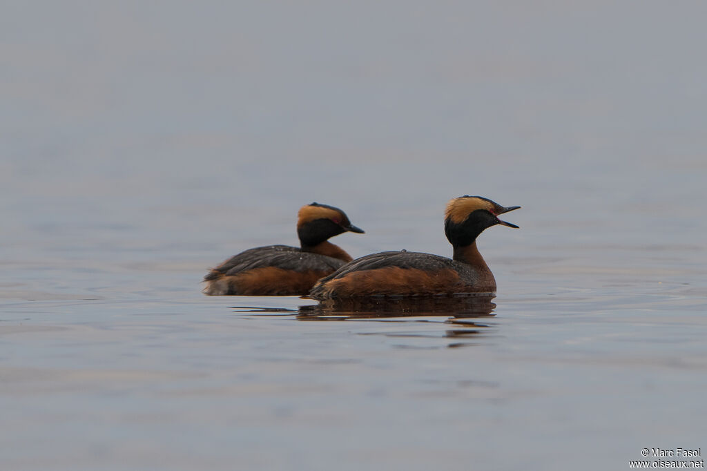 Horned Grebeadult breeding