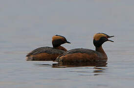 Horned Grebe