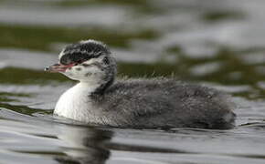 Horned Grebe