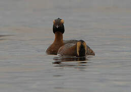 Horned Grebe