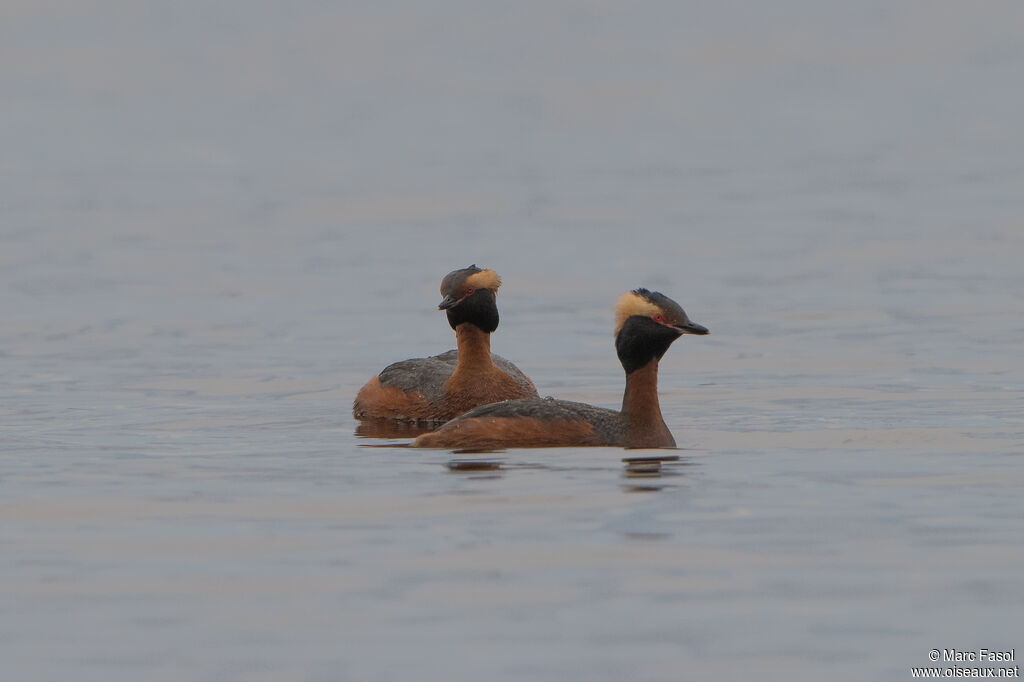 Horned Grebeadult breeding